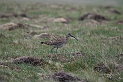 Whimbrel - A